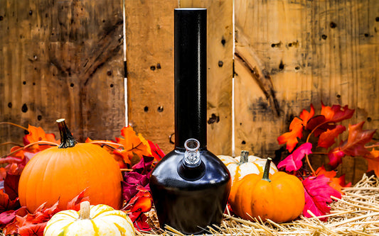 Black armored Chill Steel Pipe outside in front of fence surrounded by pumpkins