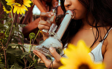 Young woman hitting glass bong amongst sunflower